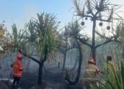 DPRD Maluku Tenggara Desak Penegakan Hukum Pelaku Pembakaran Hutan
