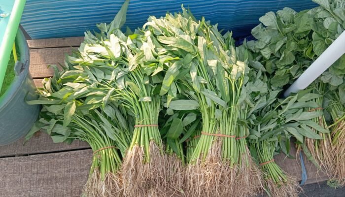 Duh! Imbas Kemarau Panjang Sayur di Pasar Langgur Makin Mahal
