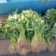 Duh! Imbas Kemarau Panjang Sayur di Pasar Langgur Makin Mahal