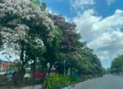 Serasa di Jepang! Fenomena ‘Sakura’ Tabebuya Bermekaran Indah, Ubah Wajah Kota Masohi