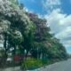 Serasa di Jepang! Fenomena ‘Sakura’ Tabebuya Bermekaran Indah, Ubah Wajah Kota Masohi