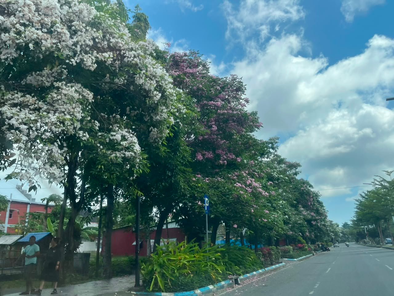 7/9/2026 - Tabebuya 1