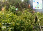 Karhutla di Siwang Ambon Capai 6 Hektare, Kehutanan Maluku Pantau 369 Titik Panas