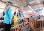 Pertamina Patra Niaga AFT Babullah Bersama TK Khalifah Ajak Siswa Belajar di Agrowisata Tubo, Kenalkan Pertanian Sejak Dini